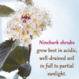 Ninebark shrub growth and care