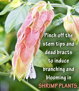 Shrimp plant care tips