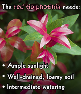 Red tip photinias plant care tips