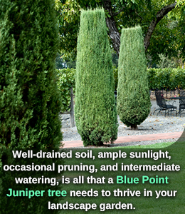 Tip to care for blue point juniper plant