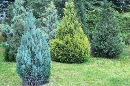 Blue Point Juniper