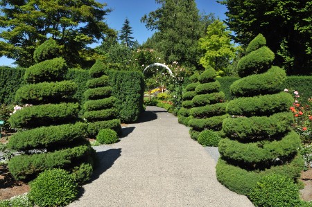 Spiral Blue Point Juniper