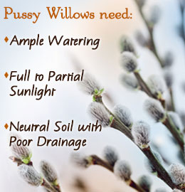Pussy willows care tips