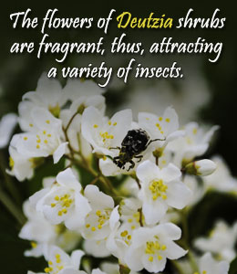 Fact about Deutzia flowering shrubs