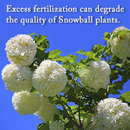 Tip to care for Snowball plants