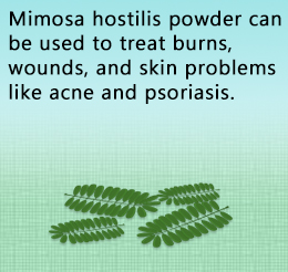 Health benefits of mimosa hostilis