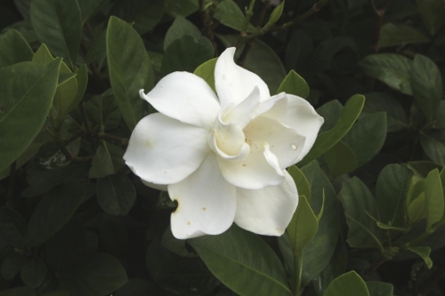 White Gardenia