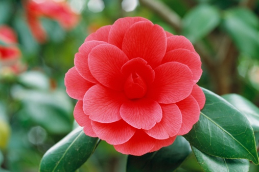 Camellia Plant