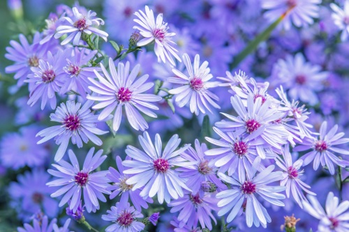 Purple Asters