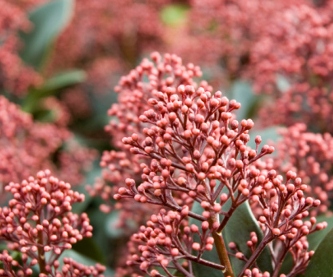 Skimmia Red