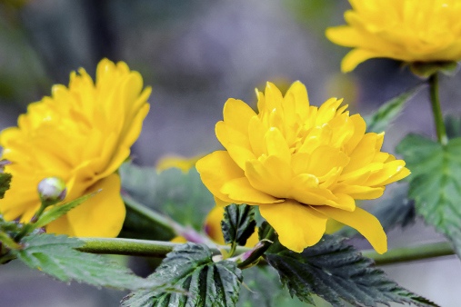 Kerria Japonica Flower