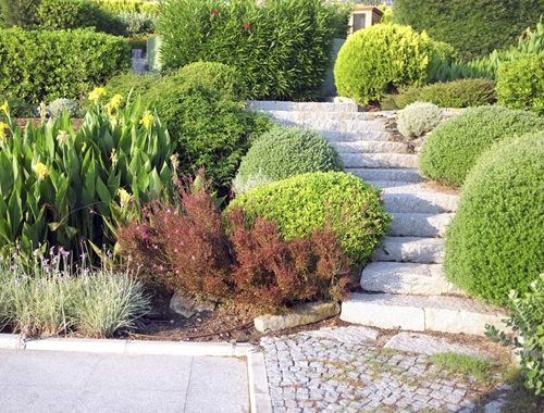 Shrubs Bushes Near Steps