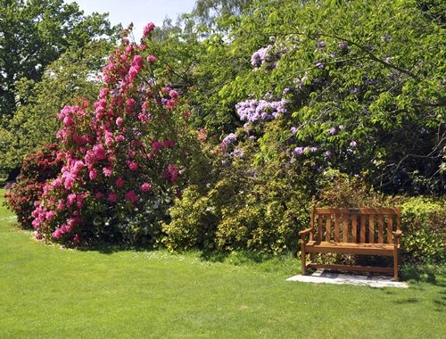 Shrubs Bushes with Garden Bench