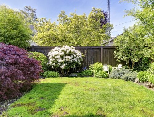 Shrubs Bushes with Privacy Fence