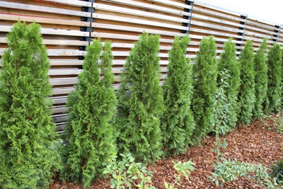 American arborvitae