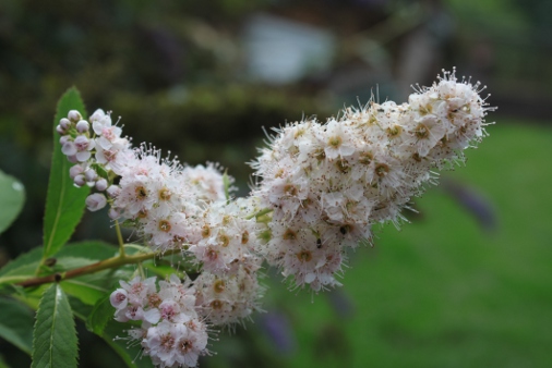 Butterfly Bush