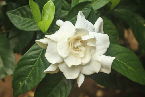 Gardenia