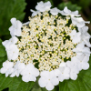 Viburnum