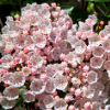 mountain-laurel