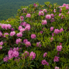 rhododendron