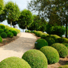 boxwood