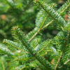 balsam-fir