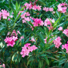 oleander-bush