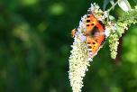 Butterfly on Buddleia