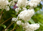 Springtime white lilac blossom