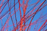 Red Twig Dogwood