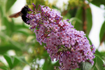 Buddleja davidii