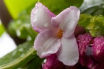 Daphne Flower