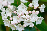 Kalmia latifolia