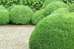 Boxwood shrub for landscaping