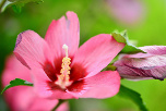 Hibiscus syriacus