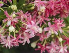 Red Rum Honeysuckle