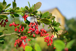 Berberis thunbergii