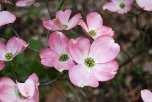 Redosier Dogwood