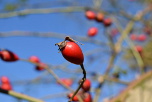 Lindera benzoin