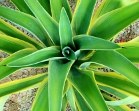 Yucca Plant