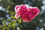 Crape Myrtle