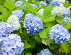 Beautiful blue hydrangea in daylight