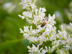 White privet blossom