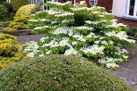 White viburnum flowers shrub