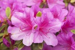 Pink Azalea Flowers