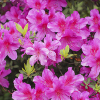 flowering shrubs - azalea