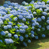 flowering shrubs - blue hydrangea