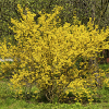 flowering shrubs - forsythia