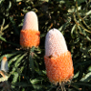 flowering shrubs - banksia