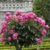 flowering shrubs - roses